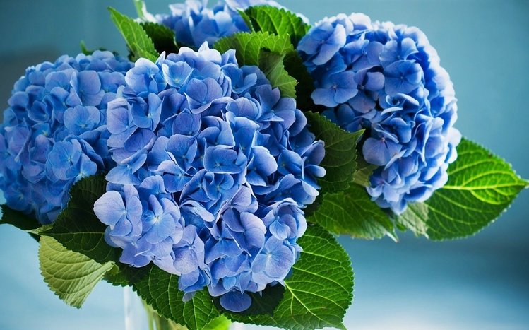 Hydrangea Theme screenshot #8