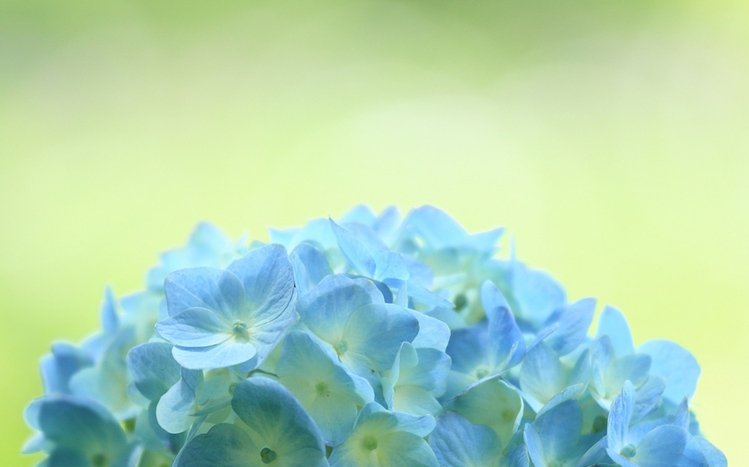 Hydrangea Theme screenshot #11