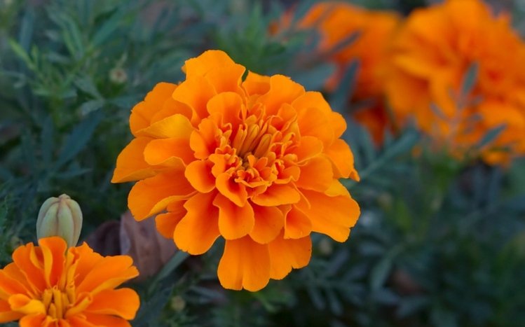 Marigold Theme screenshot #2