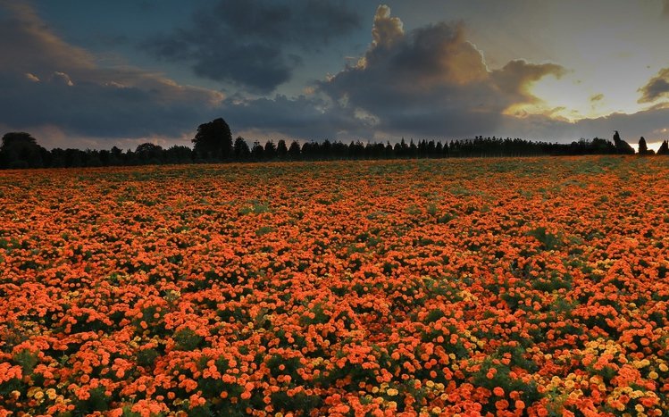 Marigold Theme screenshot #7