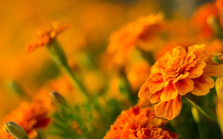 Marigold Theme screenshot #8