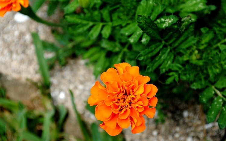 Marigold Theme screenshot #1