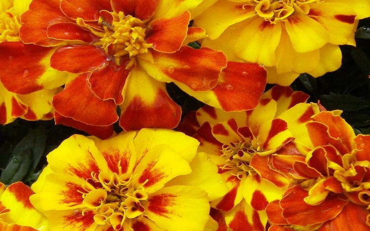 Marigold Theme screenshot #5