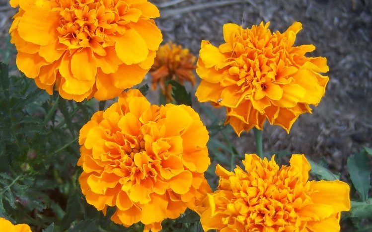 Marigold Theme screenshot #9