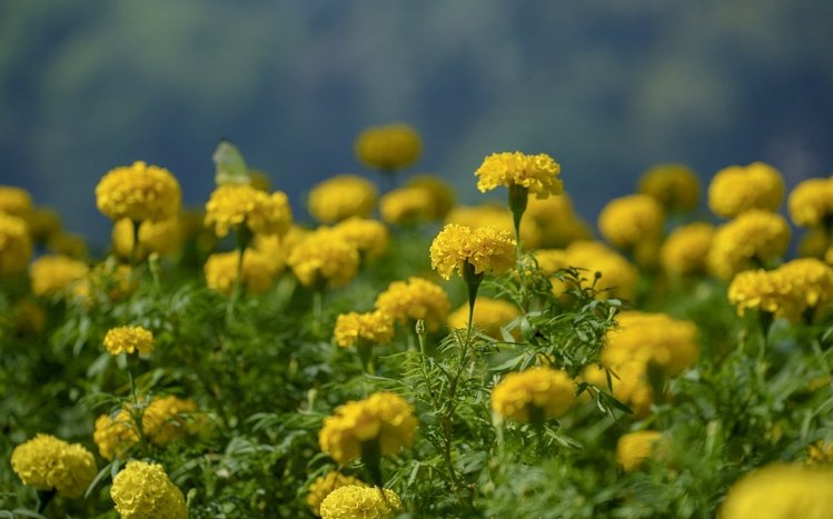 Marigold Theme screenshot #15