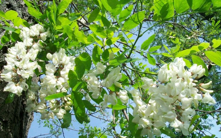 Blossom Theme screenshot #10