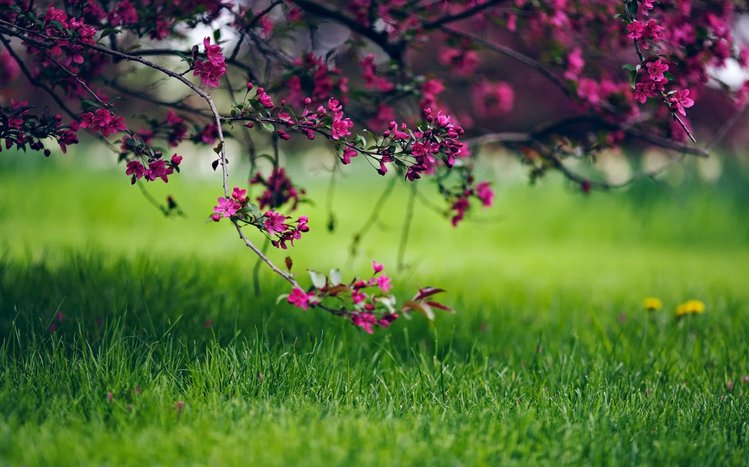 Blossom Theme screenshot #13