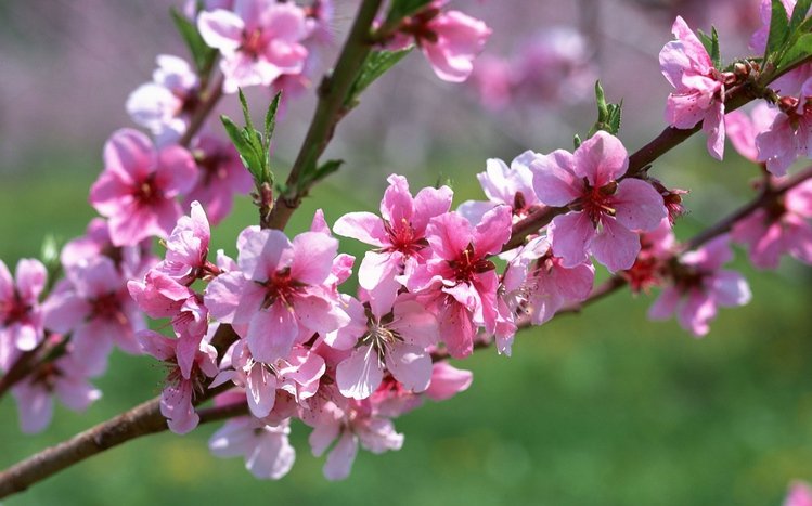 Blossom Theme screenshot #1