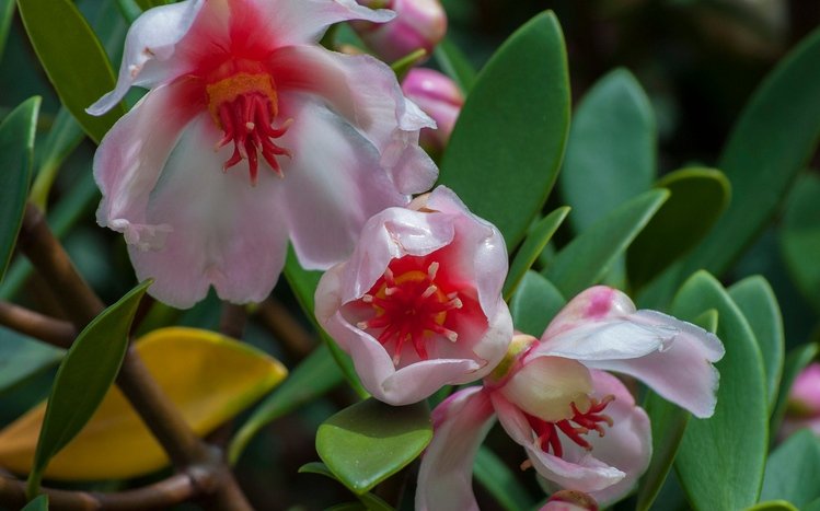 Blossom Theme screenshot #15