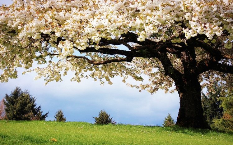 Blossom Theme screenshot #8