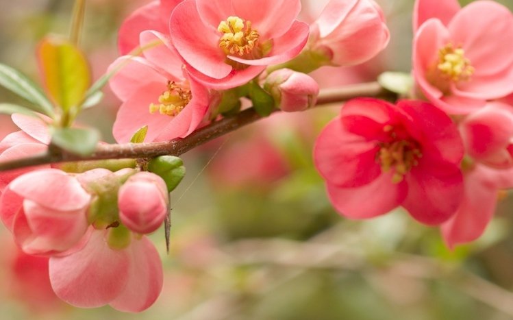 Blossom Theme screenshot #7