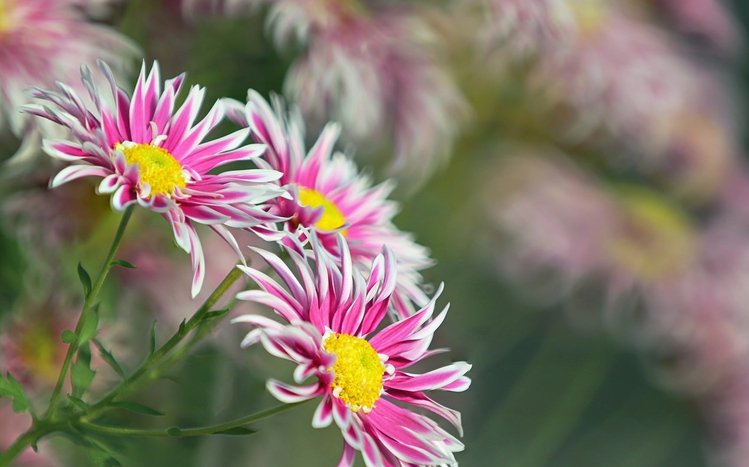 Chrysanthemum Theme screenshot #3