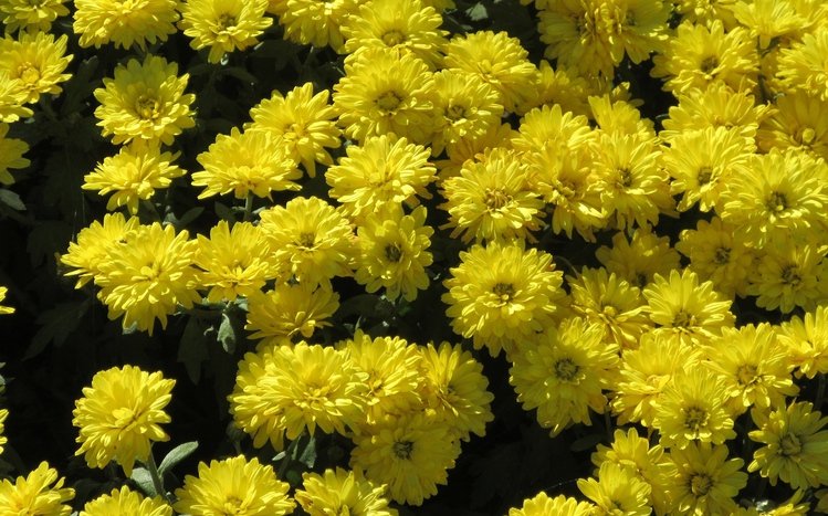 Chrysanthemum Theme screenshot #13