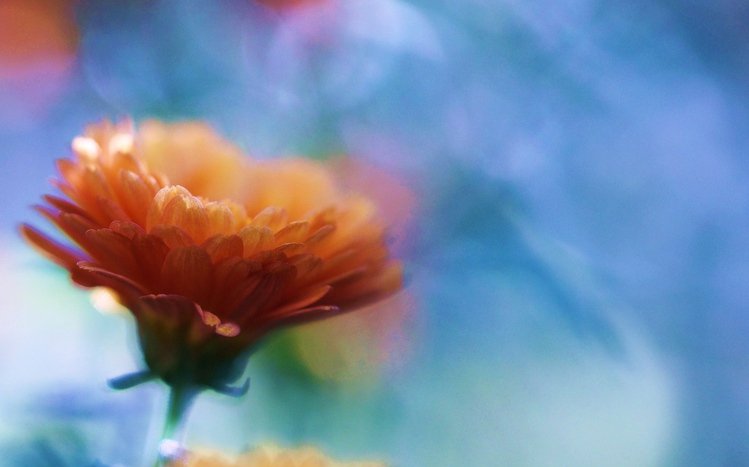 Chrysanthemum Theme screenshot #6