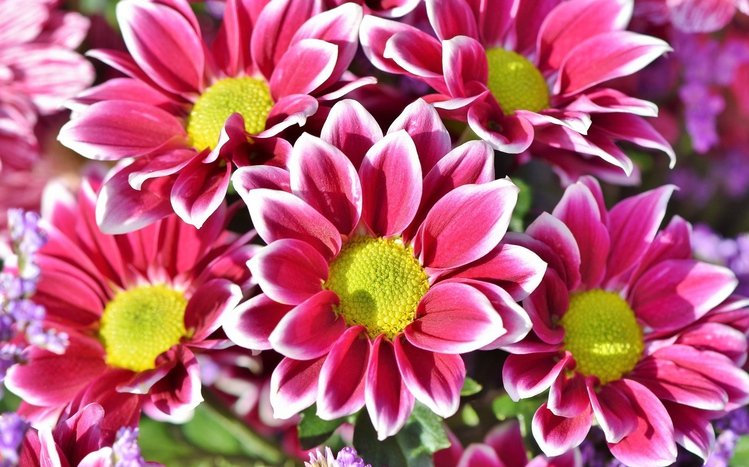 Chrysanthemum Theme screenshot #12