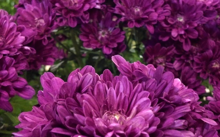 Chrysanthemum Theme screenshot #17