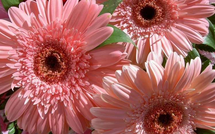 Gerbera Theme screenshot #14