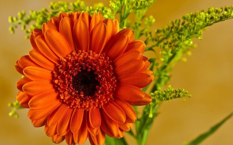 Gerbera Theme screenshot #4