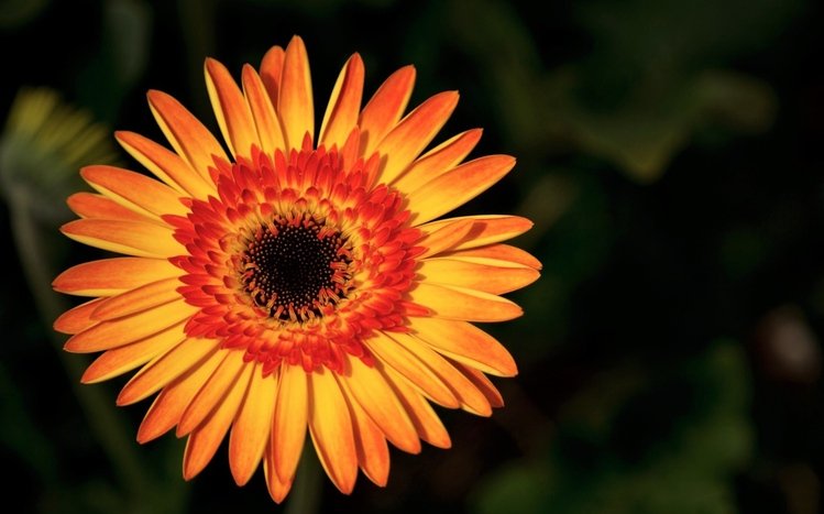 Gerbera Theme screenshot #15