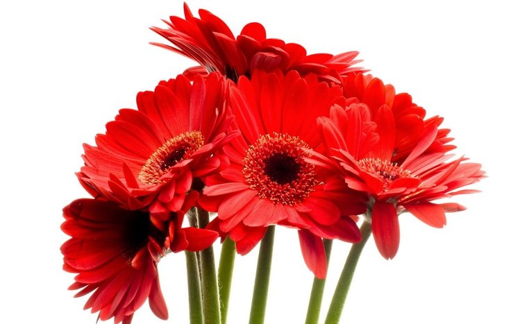 Gerbera Theme screenshot #6