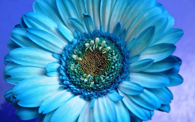 Gerbera Theme screenshot #12