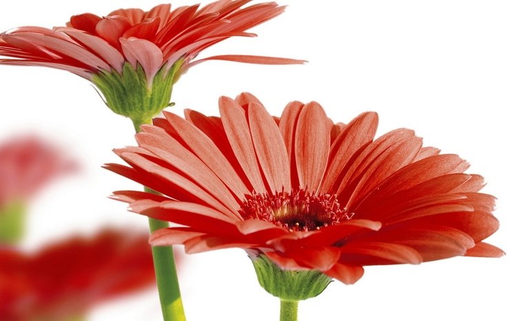 Gerbera Theme screenshot #7