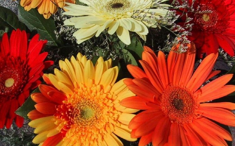 Gerbera Theme screenshot #5