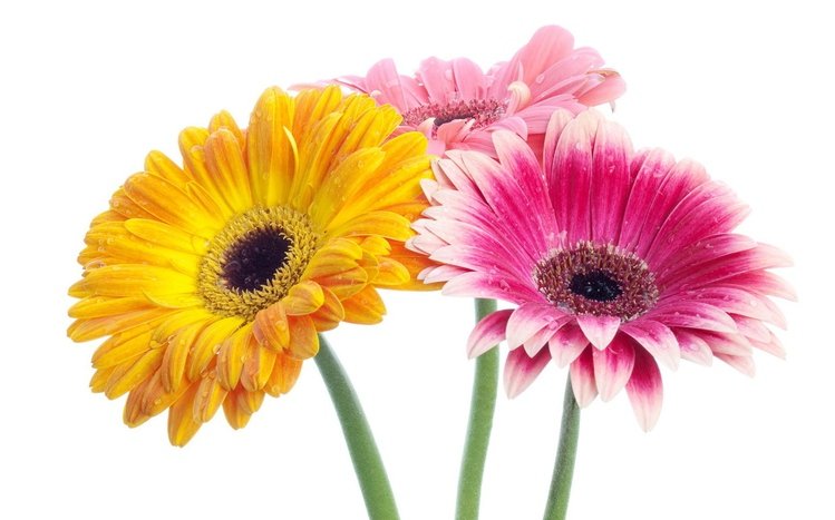 Gerbera Theme screenshot #9