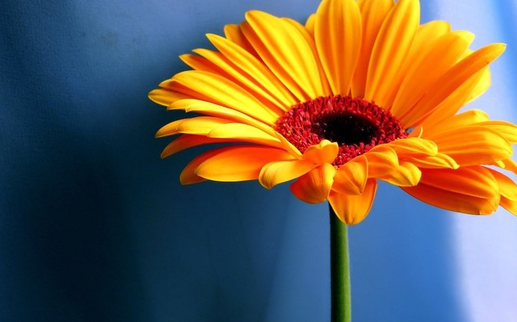 Gerbera Theme screenshot #2