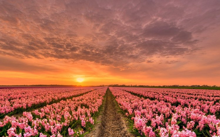 Hyacinth Theme screenshot #11