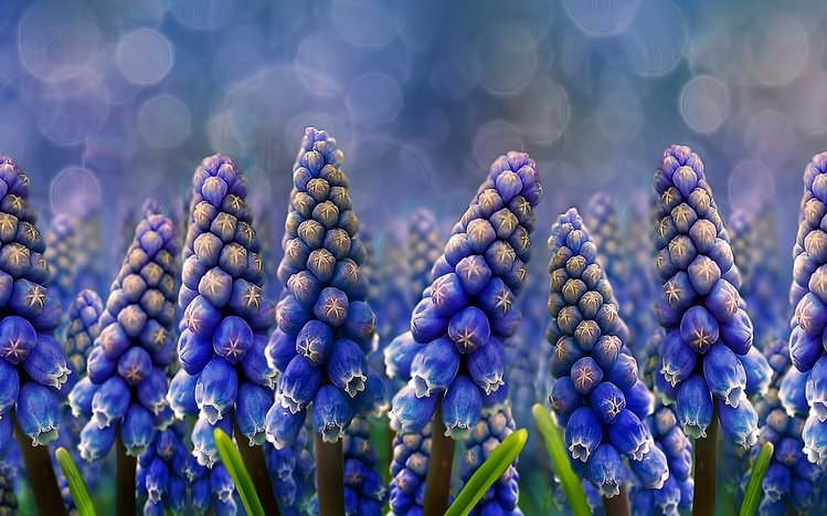 Hyacinth Theme screenshot #9