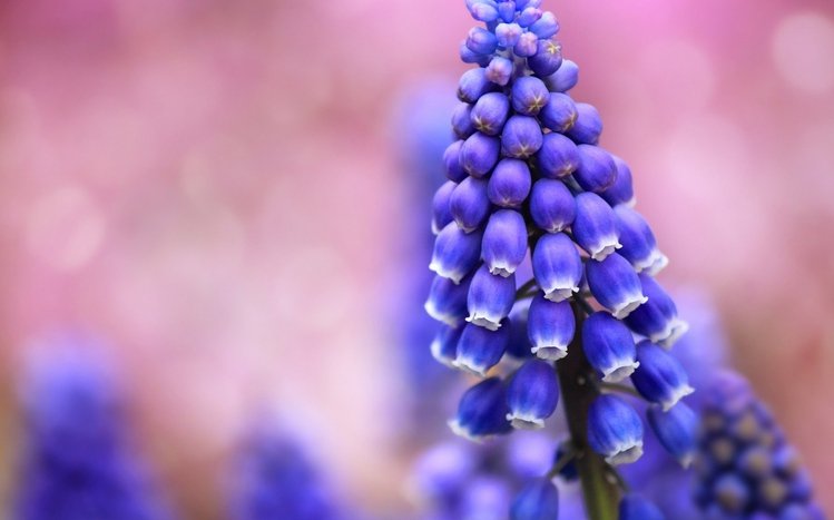 Hyacinth Theme screenshot #4