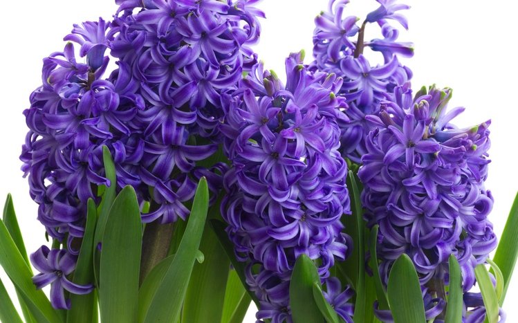 Hyacinth Theme screenshot #13