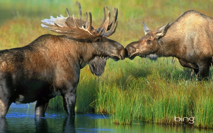 Moose Theme screenshot #5