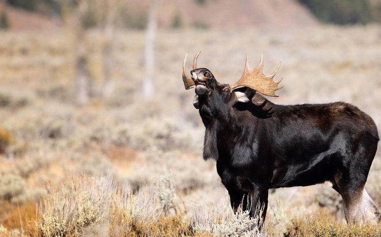 Moose Theme screenshot #16