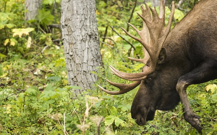 Moose Theme screenshot #8