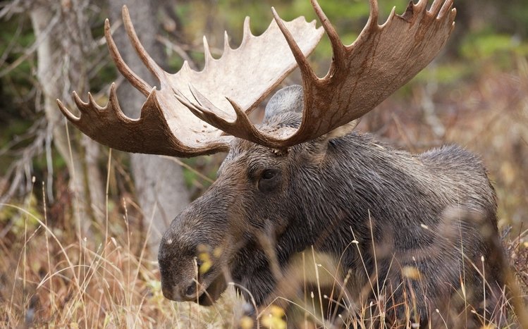 Moose Theme screenshot #6