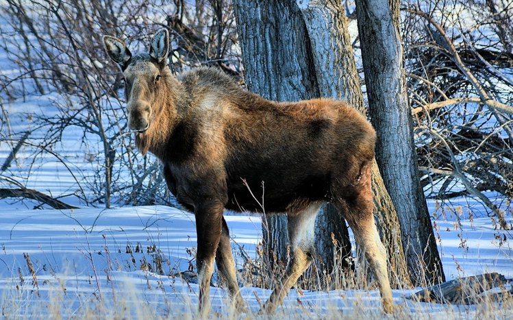 Moose Theme screenshot #3