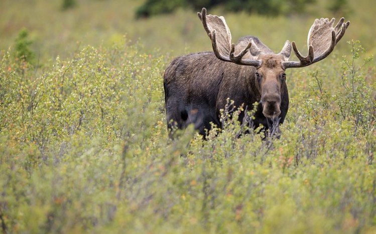 Moose Theme screenshot #13