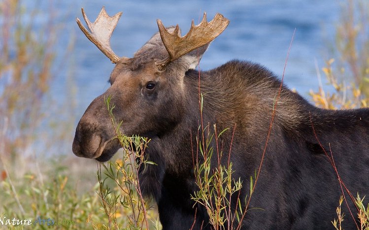 Moose Theme screenshot #9