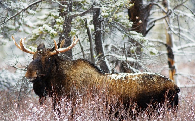 Moose Theme screenshot #15