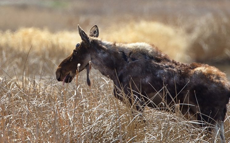 Moose Theme screenshot #7