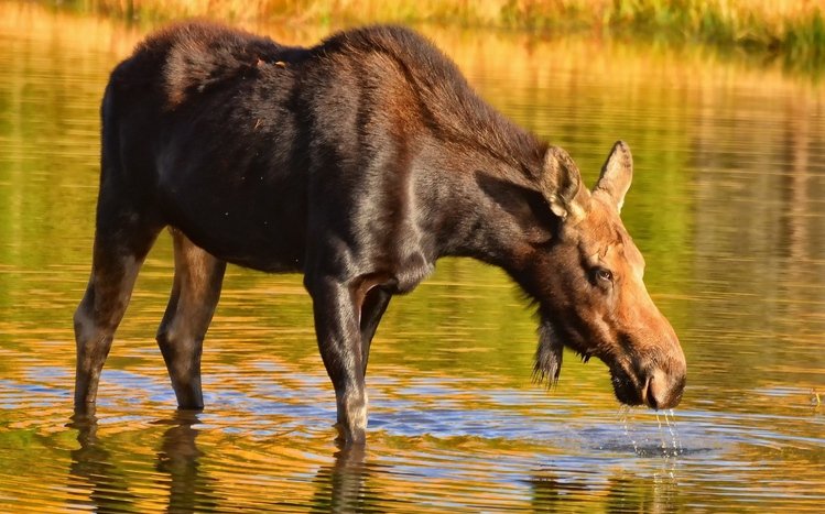 Moose Theme screenshot #1