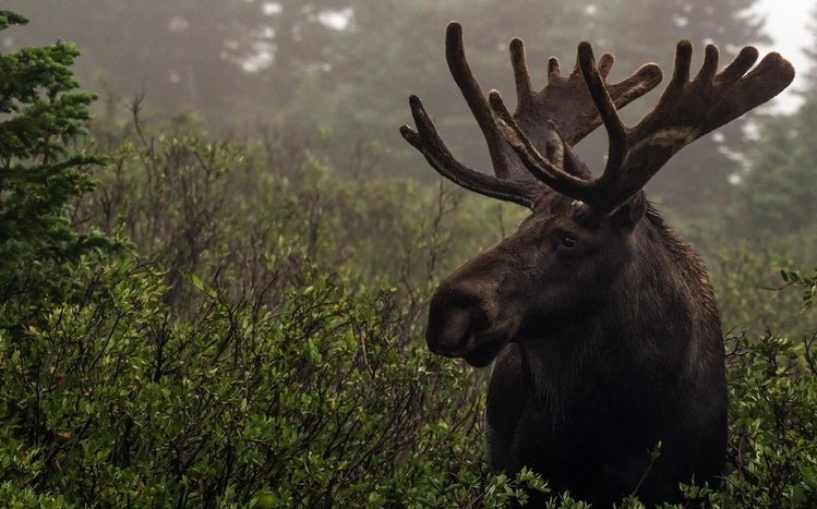 Moose Theme screenshot #10
