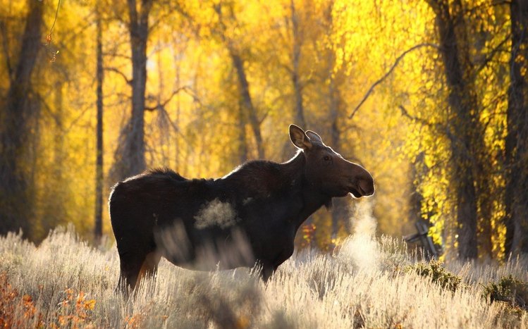 Moose Theme screenshot #4