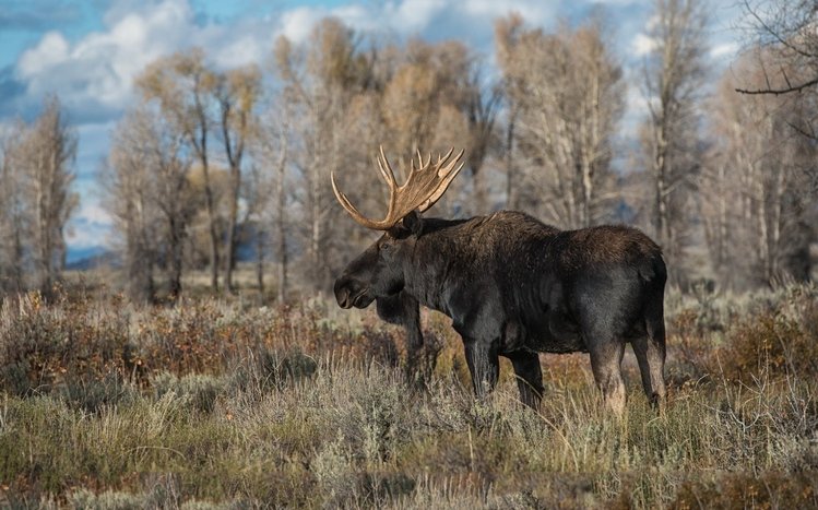 Moose Theme screenshot #12