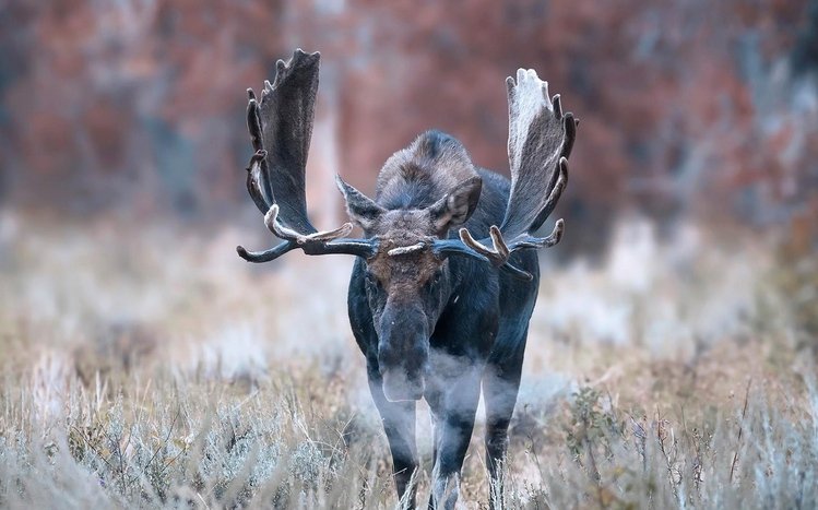 Moose Theme screenshot #11