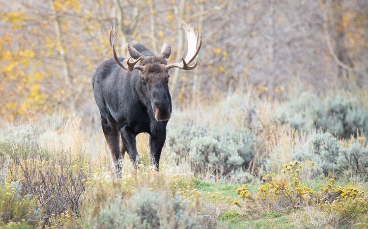 Moose Theme screenshot #14