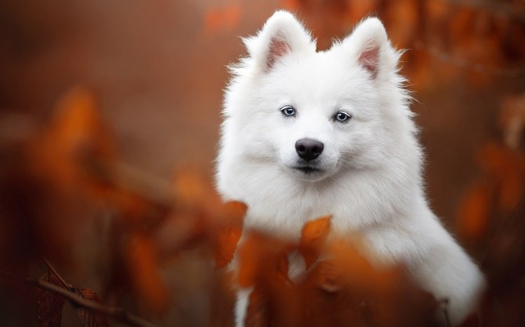 Spitz Theme screenshot #7