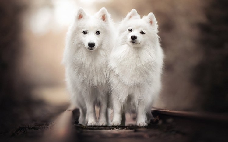 Spitz Theme screenshot #15